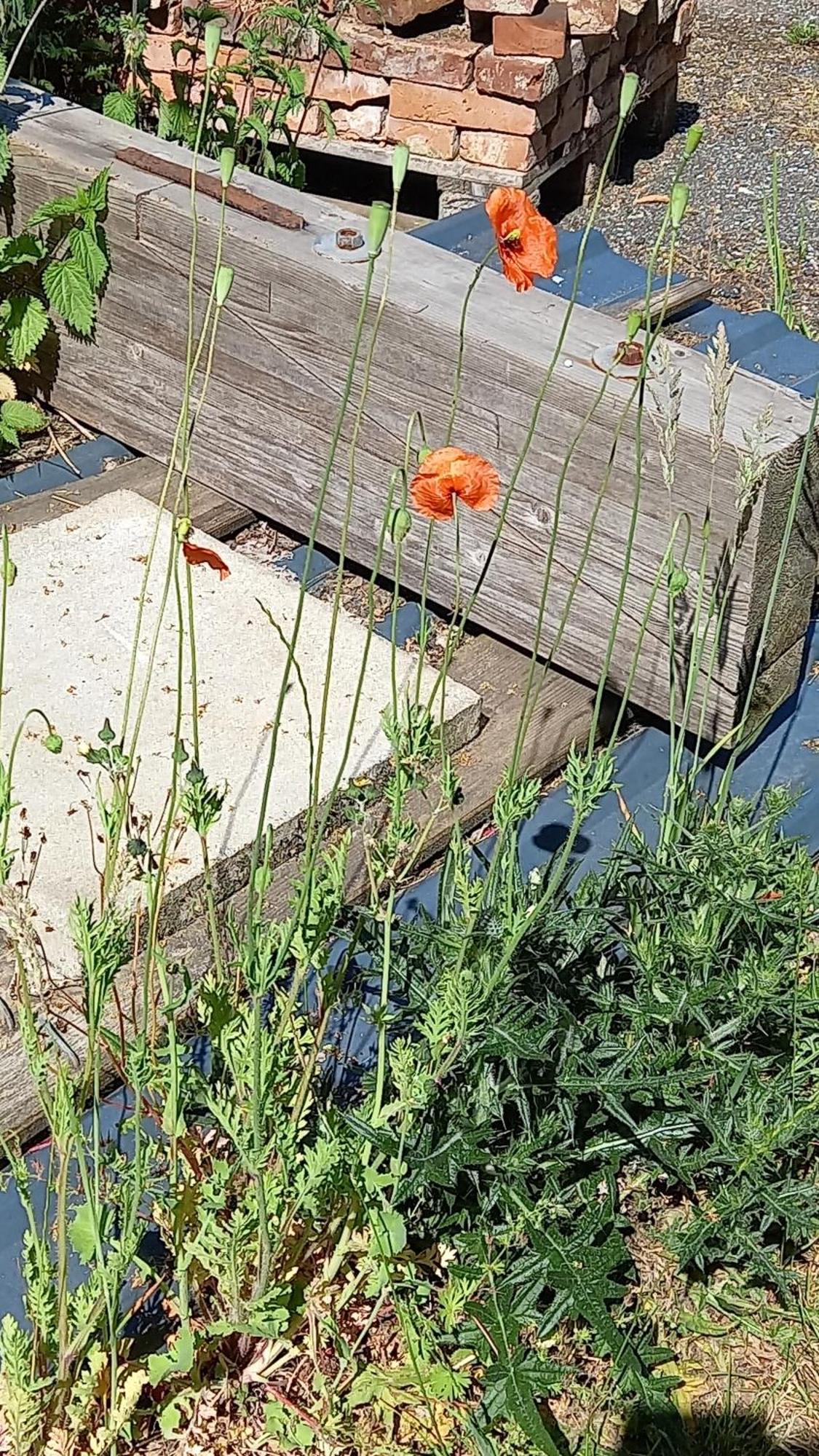 Appartamento Luettje Koje Breklum Esterno foto